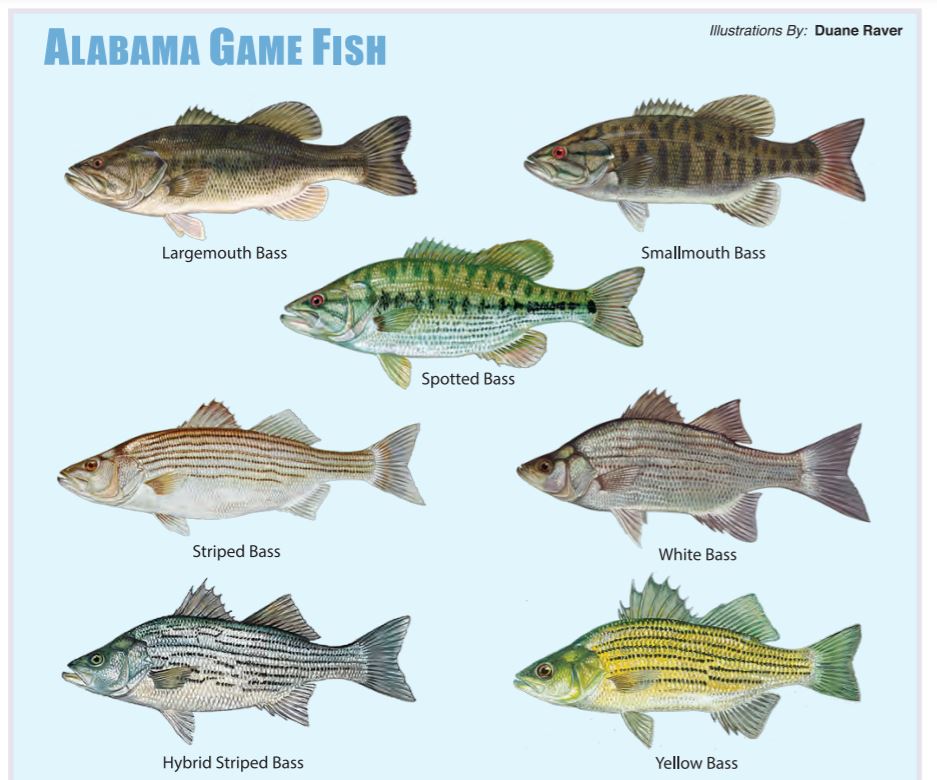 Alabama Game FIsh